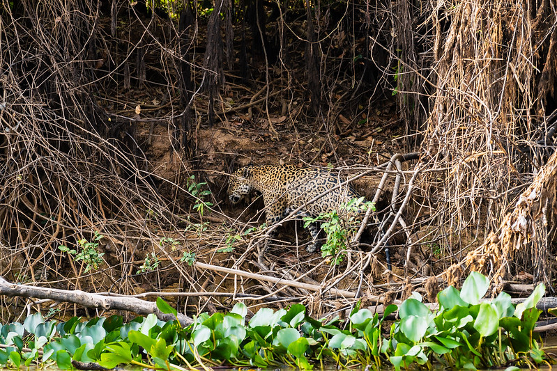 PASSEIO DE LANCHA CÁCERES ATÉ A RESERVA DO TAIAMÃ – PANTANAL MT